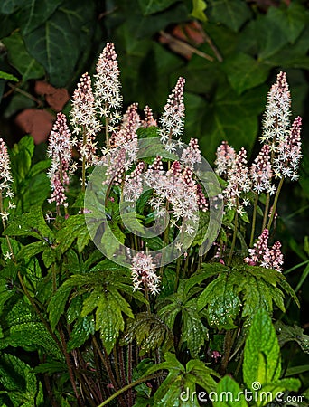 Foamflower or saxifragaceae in a garden. Stock Photo