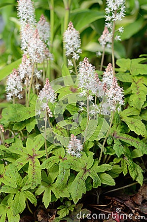 Foamflower (Tiarella) in Bloom Stock Photo