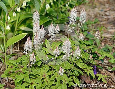 Foamflower (Tiarella) in Bloom Stock Photo