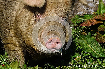 Foaming boar Stock Photo