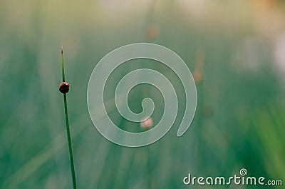 Focus and blurred greenery photo of Lepironia articulate tree with light from sunshine Stock Photo