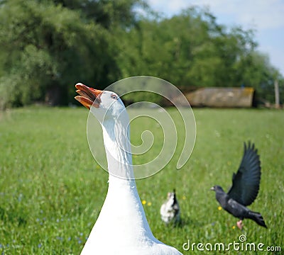 Focus on creepy hissing domesticated goose Stock Photo