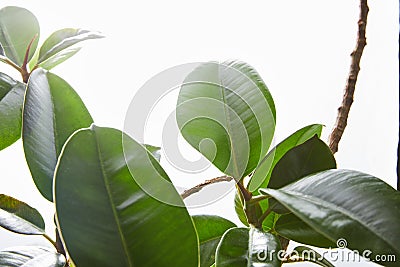 Focus of ficus green leaves on Stock Photo