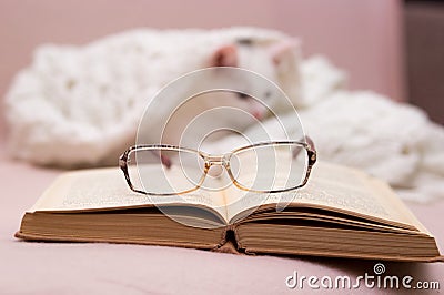 In focus in the foreground glasses. blurred white kitten lies on a knitted shawl in the background Stock Photo