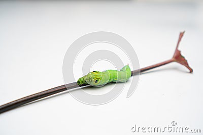 Focus of green caterpillar crawling on a leaf stalk on white backgroun Stock Photo