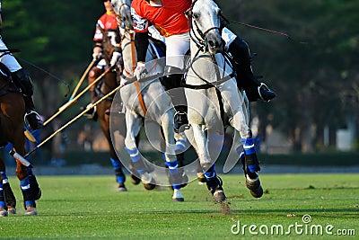 Focus the Horse in Polo match. Stock Photo