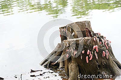 Pink snail / conch eggs Stock Photo