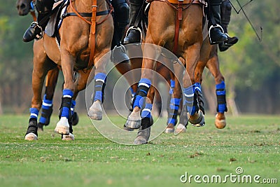 focus the leg of horse in polo match. Stock Photo