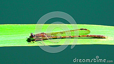 A focus on a long dragonfly Stock Photo