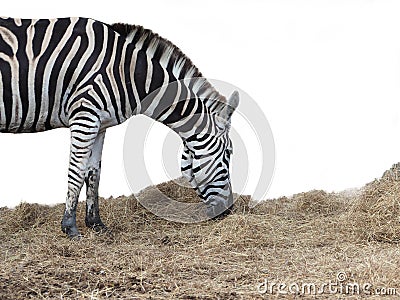 Focus the lovely of zebra with white background Stock Photo