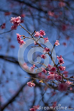 Focus on the pink rose Stock Photo