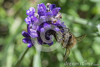 Focus shot of a bee pollinating on a purple bugleweed flower. Stock Photo