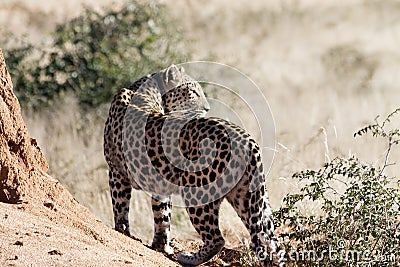 Back view of radio-collared African leopard on termite mound looking back over shoulder at Okonjima Nature Reserve, Namibia Stock Photo