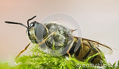 Clubbed General Soldierfly, Stratiomys chamaeleon, Fly, Flies Stock Photo