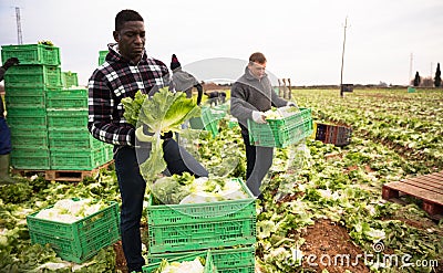 African worker arranging green lettuce in crates Stock Photo