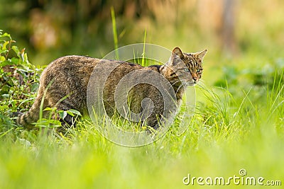 Focused european wildcat on a hunt looking for prey in summer Stock Photo