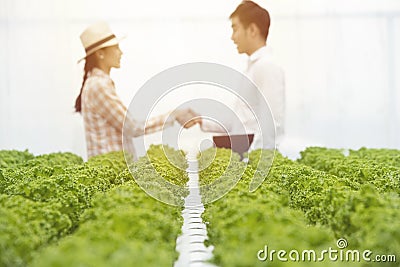 Focused on green oak organic vegetable farm with blurred of businessman hand check with asian farmer gardener woman in background, Stock Photo