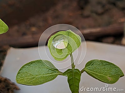 Focused on the rain drops on the green leaf Stock Photo