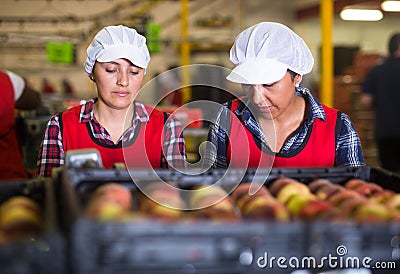 Focused woman working on fruit sorting line at warehouse Stock Photo