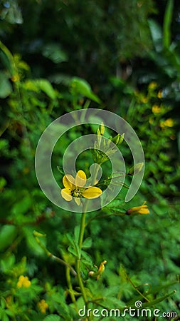 Focused yellow flower in the garden Stock Photo