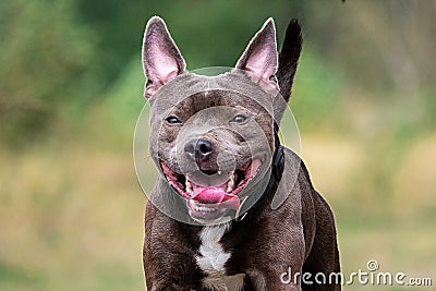 Focused young dog on road in summer Stock Photo