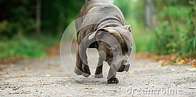 Focused young dog on road in summer Stock Photo