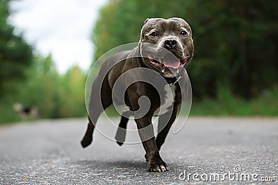 Focused young dog on road in summer Stock Photo