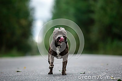 Focused young dog on road in summer Stock Photo