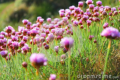 Focusing in on sea thrift purple blossoms on a Cornish cliff near Zennor, England Stock Photo