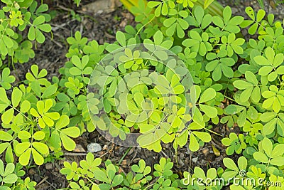 Foetid cassia, Sickle senna or Senna tora Stock Photo