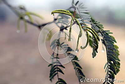 Fog droplets, fog fence, water drops on a babool tree Stock Photo