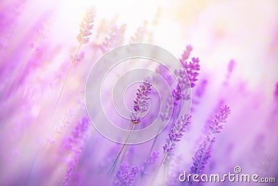 Fog in the field of lavender Stock Photo