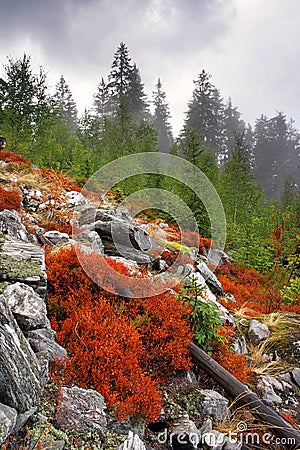 Fog in the forest Stock Photo