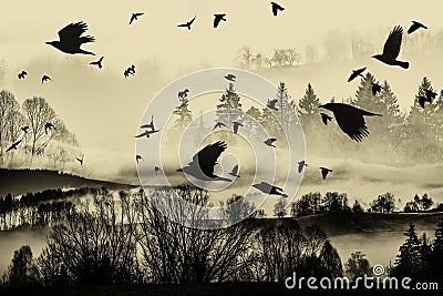 Fog and a forest and birds Stock Photo