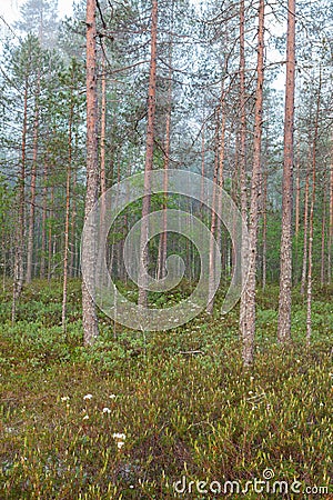 Fog in forest at dawn Stock Photo