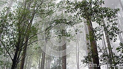 Fog in the forest. Misty morning with fog in the woods. Trees nature landscape background. Natural backgrounds Stock Photo
