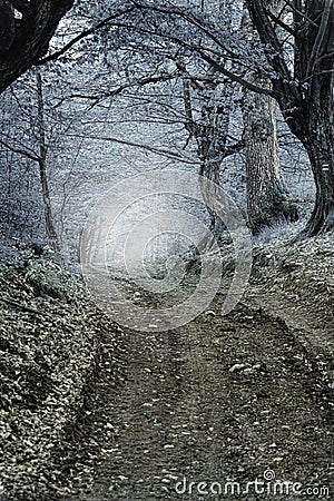 Fog in the forest Stock Photo