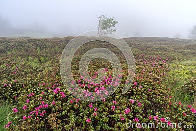 Rhododendron blooming in the fog, Ligurian Alps, Italy Stock Photo