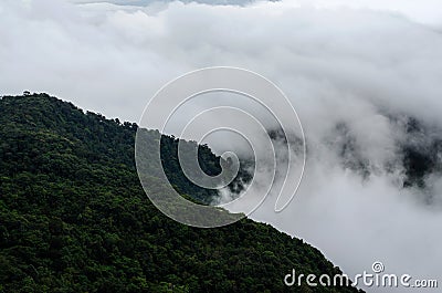 Fog on high mountain in Phu Ruea National Park, Loei Province, T Stock Photo