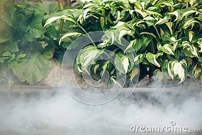 Fog on hot water, cooling of nuclear power plant, abstract nature environment background Stock Photo