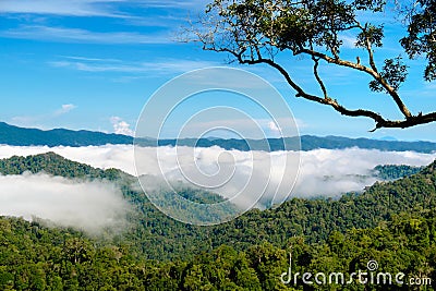 The fog at Khao Phanoen Thung, Kaeng Krachan National Park in Th Stock Photo