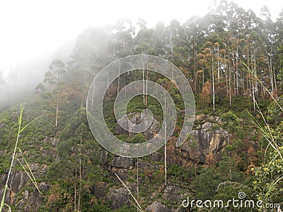 Fog, mist and cloud covered tall pine trees on hills Stock Photo