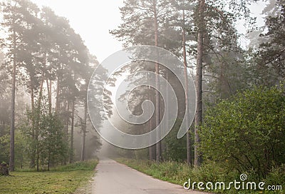 Fog in the morning pine forest, Stock Photo