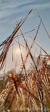 Fog in the morning on wheet crop. Stock Photo