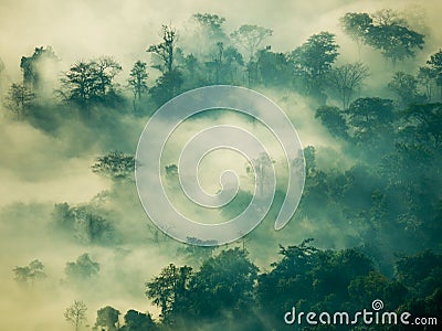 Fog mystic in forest on the mountain Stock Photo