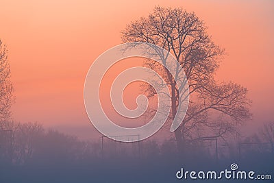 Fog over the grassland and an beautiful tree Stock Photo