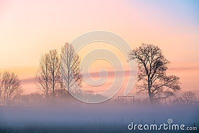 Fog over the grassland and an beautiful tree Stock Photo