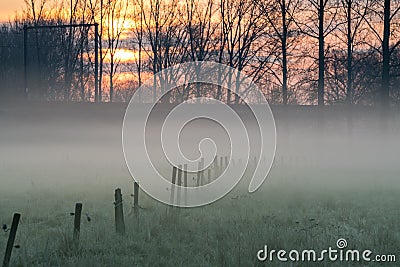 Fog over the grassland and an beautiful tree Stock Photo