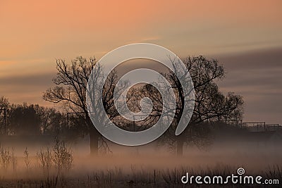 Fog over the grassland and an beautiful tree Stock Photo