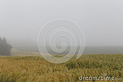 Fog over a wheat field Stock Photo